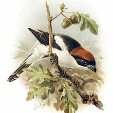 Woodchat shrike