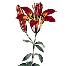 Hand-colored copper engraving showing a Philadelphia Lily, a plant native to North America
