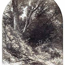 Woodland view featuring a fallen tree trunk lying across a path nearly obstructed by bushes
