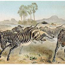 A herd of zebras is seen running and kicking in the African savanna