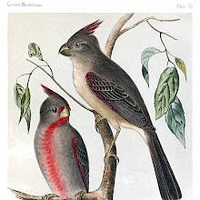 A male and a female desert cardinal are sitting on the branch of a deciduous tree