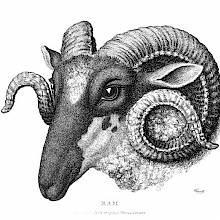 Three-quarter view of a ram's head showing prominent spiral-shaped horns