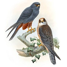 Lithograph showing a male and female red-footed falcon (Falco vespertinus) perched on a branch