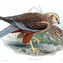 Hand-colored lithograph showing a western marsh harrier seen from the side standing on one leg