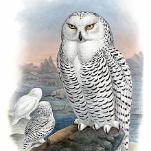 Hand-colored lithograph showing a female snowy owl sitting on a rock in the foreground