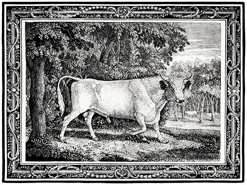 The Chillingham Bull, Bewick’s largest engraving, of which the block split into pieces