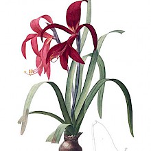 Hand-colored stipple engraving showing an Aztec lily, a plant in the family Amaryllidaceae