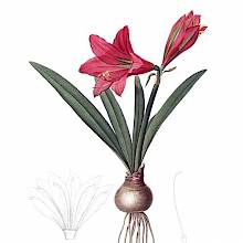 Stipple engraving showing Hippeastrum reginae, a flowering plant native to South America