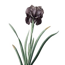 Hand-colored stipple engraving showing Iris susiana, a plant which produces deep purple flowers