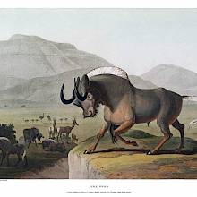 Hand-colored aquatint showing a black wildebeest in a landscape of savanna and mountains