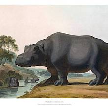 Aquatint showing a hippopotamus standing on the bank of a stream, its body seen from the side