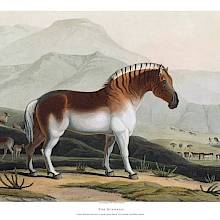 Hand-colored aquatint showing a quagga within a scenic backdrop of savanna and mountains