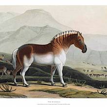 Hand-colored aquatint showing a quagga against a scenic backdrop of savanna and mountains