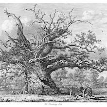 View of a gnarled oak tree standing in farmland, with pigs roaming freely around its trunk