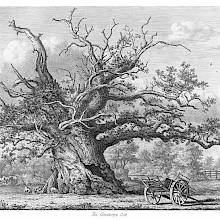 View of a gnarled oak tree standing in farmland, with pigs roaming freely around its trunk