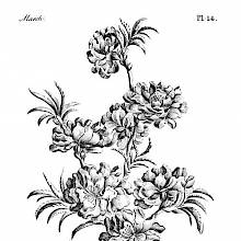 Reference plate showing a branch of double flowering almond bearing leaves and multiple blossoms