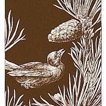 A skylark looks as if it is suspended in mid-air beneath a fir cone poking out from the end of a branch.