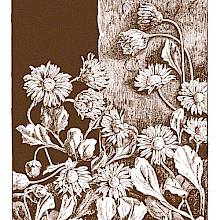 A patch of daisies forms an intricate pattern of stems and flowers against a headstone on which the word "age" can be read