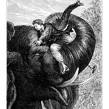 Side view of an elephant's head showing a man riding the upper part of the animal's trunk and petting its head
