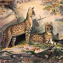A serval stands majestically in profile against a rock face, while a second serval lies beside it