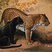 Color lithograph depicting a black panther and a spotted leopard seen from the side at a watering hole