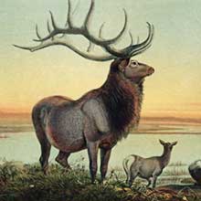 A wapiti  bull stands majestically on a bank surrounded by marshland, accompanied by a cow