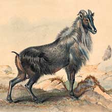 A bull tahr stands in a rocky landscape, viewed from the side, its head slightly turned toward the viewer