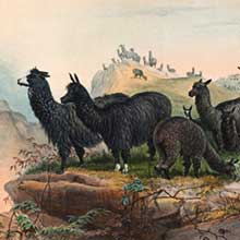 A herd of alpacas can be seen on a mountaintop, with two of them standing near the edge and looking into the distance