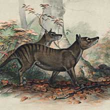 Lithograph of two thylacines, with the most prominent one shown from the side, against a woodland backdrop