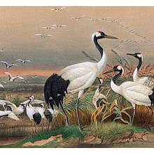 A sedge of Manchurian cranes is gathered in marshland, with one individual in the foreground standing in profile
