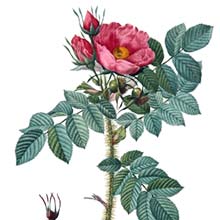 Engraving depicting the Kamchatka rose found in northern Asia, displaying pink, cup-shaped flowers