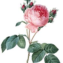 Stipple engraving depicting the cabbage rose, with a lush pink bloom showing densely layered petals
