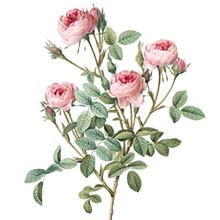 Stipple engraving depicting a branch of Rosa pomponia featuring four rose-pink blooms, along with buds, and light green leaves