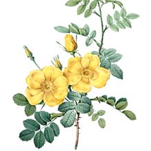 Stipple engraving depicting a branch of Rosa foetida, that features two yellow blooms along with buds and leaves