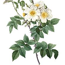Stipple engraving depicting a branch of Rosa stylosa, showing white blooms along with buds and serrated leave