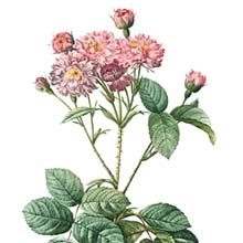 Stipple engraving depicting a branch of Rosa × centifolia caryophyllea whose pink blooms are reminiscent of carnation flowers