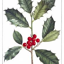 Stipple engraving showing leaves and fruit on a branch of American holly (Ilex opaca)