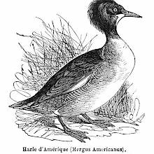 American Merganser