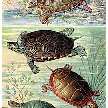 Four turtles can be seen as though through the glass of an aquarium