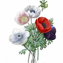 Stipple engraving showing a bunch of Anemone coronaria in mixed colors