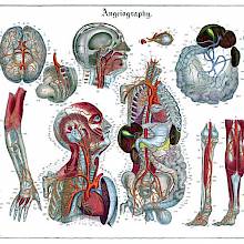 Anatomical plate showing the blood circulatory system with detail views of most organs