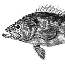 Atlantic wreckfish (Polyprion americanus) is a fish in the family Polyprionidae