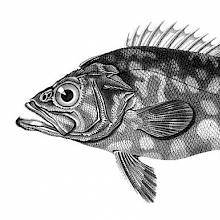 Atlantic wreckfish (Polyprion americanus) is a fish in the family Polyprionidae