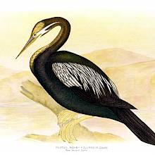 An Australasian Darter is perched on the branch of a fallen tree with marshland in the background