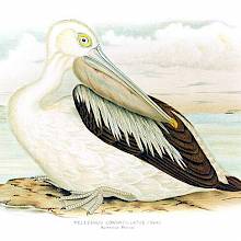 An Australian pelican is seen from the side sitting on a patch of land surrounded by water