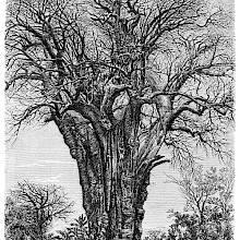 Baobab at Mohéli