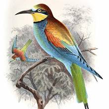 European bee-eater