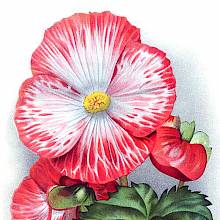 Tuberous begonia Mme Joseph Eliat