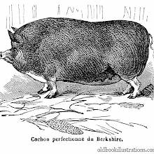 Berkshire Pig