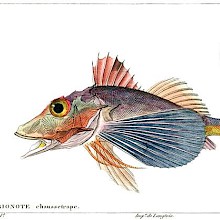 plate showing a bighead searobin (Prionotus tribulus), a fish in the family Triglidae